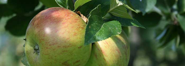 Unsere Äpfel woraus wir auch unseren Most machen Unsere Äpfel woraus wir auch unseren Most machen